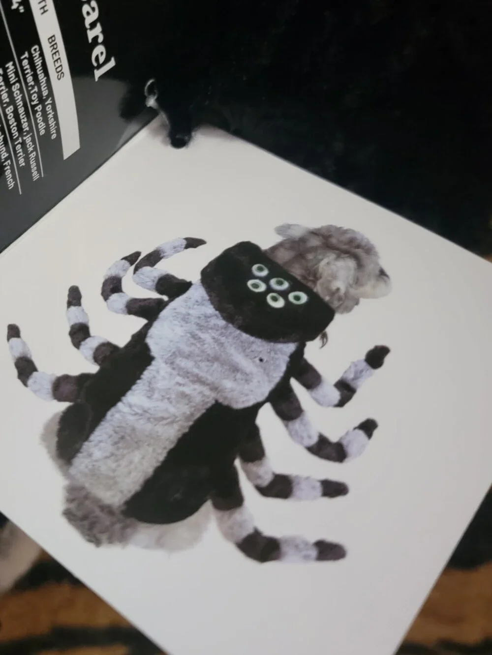 Pet Dog Or Cat Halloweem Black & Gray Spider Costume Xsmall
